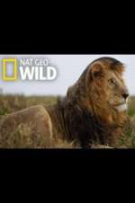 Watch Animal ER Live Soap2day