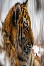 Watch Operation Snow Tiger Soap2day