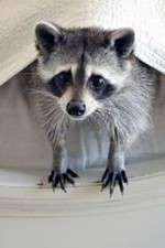 Watch Ingenious Animals Soap2day