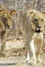 Watch Lion Country: Night and Day Soap2day