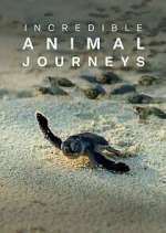 Watch Incredible Animal Journeys Soap2day