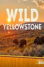 Watch Wild Yellowstone Soap2day